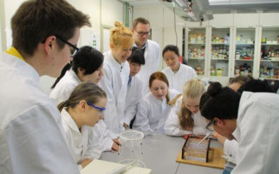 Kann die Vermehrung der Kirschessigfliege gestoppt werden?