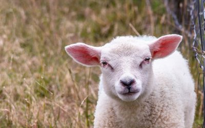 Schaaf informiert – Zahngesundheit im Kindergarten