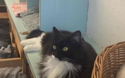 Exkursion zum Tierheim