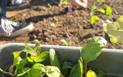 SchulAcker startet in die neue Gartensaison